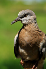 Portrait of bird, into the eyes of bird 