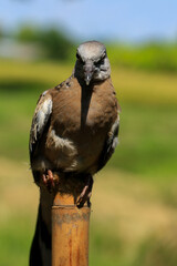 Portrait of bird, into the eyes of bird 