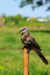 Portrait of bird, into the eyes of bird 