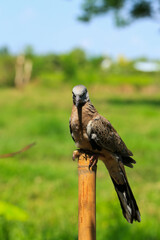 Portrait of bird, into the eyes of bird 