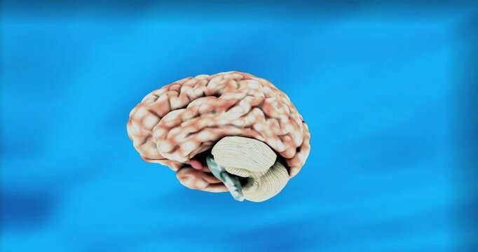 Human brain with highlighted regions, ideal for educational materials, medical presentations, scientific research articles, and psychology publications. Neuroscience illustration.