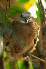 Portrait of bird, into the eyes of bird 
