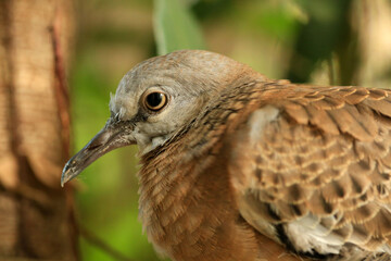 Portrait of bird, into the eyes of bird 