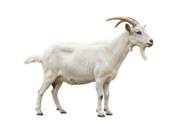 Obraz premium A white goat standing isolated on transparent background