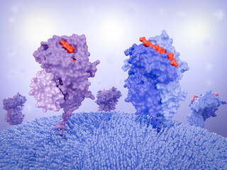 Major histocompatibility complex proteins (MHC) I and II on the surface of a dendritic cell. Left MHC I, right MCH II. MHCII presents generally  longer antigenic peptides (red) than MHC I.