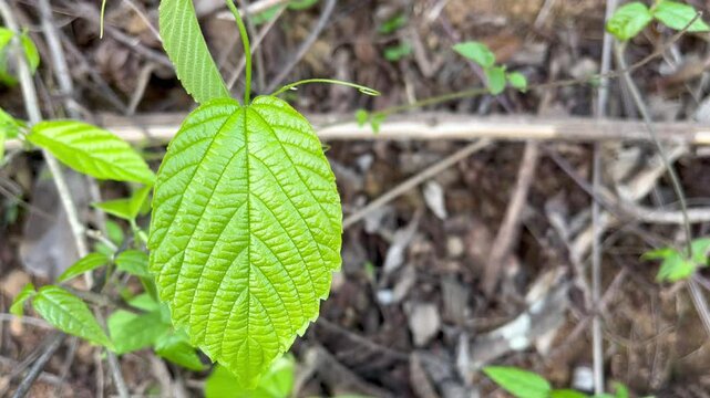 Arrowwood Viburnum Foliage Detail: Lush Natural Greenery