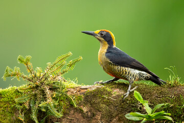 golden-naped woodpecker (Melanerpes chrysauchen) is a species of bird in the woodpecker family Picidae. 