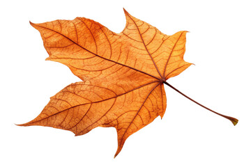 Autumn Maple Leaf with Intricate Veins on Transparent Background