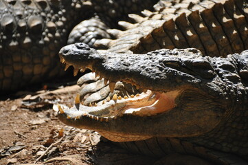 The gaping jaws of a crocodile, Madagascar