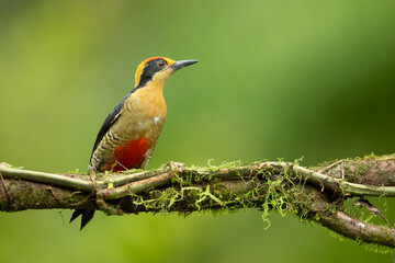 golden-naped woodpecker (Melanerpes chrysauchen) is a species of bird in the woodpecker family Picidae. 