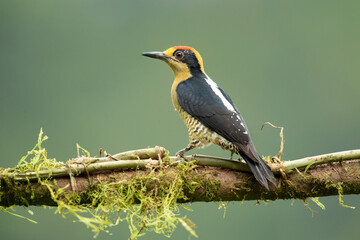 golden-naped woodpecker (Melanerpes chrysauchen) is a species of bird in the woodpecker family Picidae. 