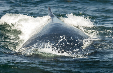 Fototapeta premium Humpback whale breaching in Monterey Bay, California. Ocean splash, marine wildlife, whale watching, nature moment, aquatic mammal, Pacific coast. Close up