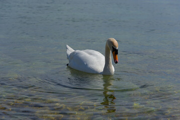 A serene swan glides gracefully across a tranquil lake, its pristine white feathers reflecting crystal-clear skies&mdash;a pure emblem of nature&rsquo;s elegance.