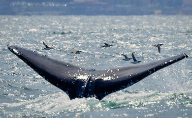 A stunning close-up of a humpback whale tail fluke rising from the ocean, with water cascading...