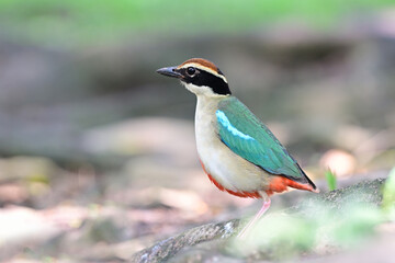 chubby bird puff up fur while stop for foraging by perching on tree root, fairy pitta