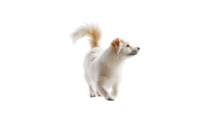 a white dog in action  isolated on transparent background