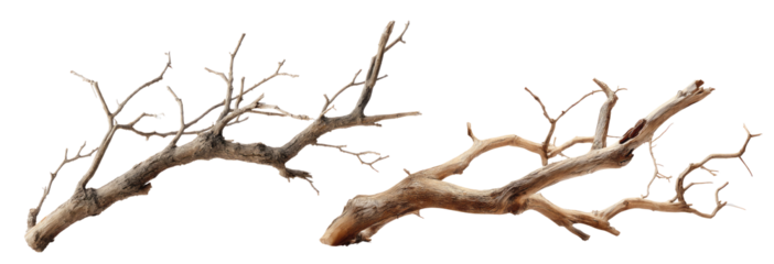 a pair of branches   isolated on transparent background