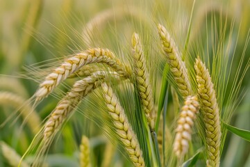 Drought-resistant crop gene spiral with survival green, agricultural innovation, sustainable farming concept.