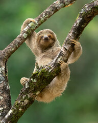 The brown-throated sloth (Bradypus variegatus) is a species of three-toed sloth found in the Neotropical realm of Central and South America.