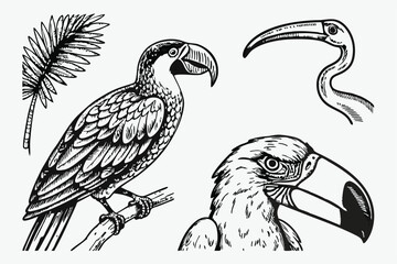 56 Detailed hand-drawn bird illustrations, black and white sketches, exotic birds, parrot, toucan, flamingo, cockatoo, intricate feather details, crosshatching technique, vintage engraving style, natu