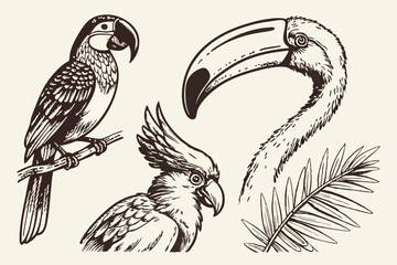 56 Detailed hand-drawn bird illustrations, black and white sketches, exotic birds, parrot, toucan, flamingo, cockatoo, intricate feather details, crosshatching technique, vintage engraving style, natu