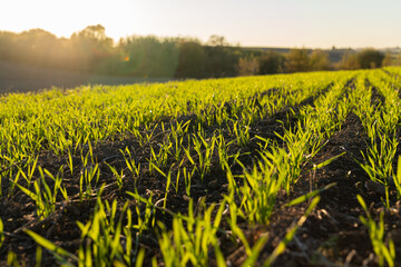 Bright green shoots emerge from the soil in a lush field at sunset, capturing the beauty of...