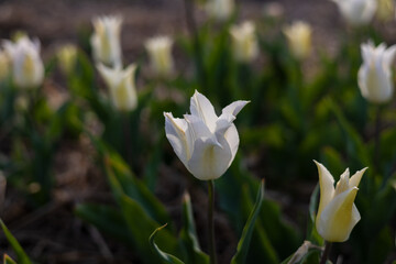 Obraz premium Delicate white tulips open their petals in a vibrant garden, basking in the golden sunlight, surrounded by fresh green leaves