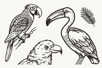56 Detailed hand-drawn bird illustrations, black and white sketches, exotic birds, parrot, toucan, flamingo, cockatoo, intricate feather details, crosshatching technique, vintage engraving style, natu