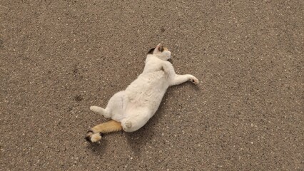 Relaxed cat lying on the ground enjoying the warmth of the sun with a playful demeanor and a calm expression showcasing a peaceful pet lifestyle concept copy space