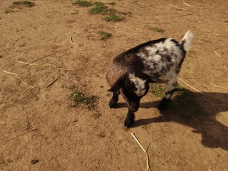 Playful young goat exploring the ground with curiosity and energy in a natural outdoor setting showcasing the beauty of farm life and animal behavior concept copy space