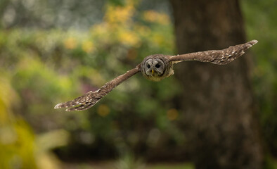A barred owl in a Florida forest