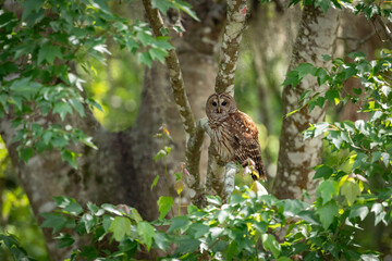 A barred owl in a Florida forest