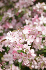 apple blossoms in spring