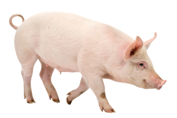 Pig on Transparent background