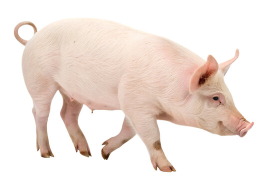Pig on Transparent background
