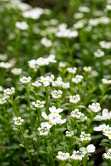 Iberis blooms in spring