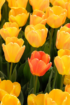 Red flower among yellow ones
