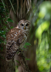 A barred owl in a Florida forest