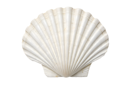 White elegant sea Jacobean scallop shell on Transparent background