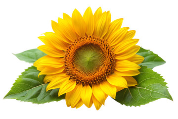 Yellow sunflower with green leaves Isolated  on Transparent background