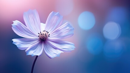 Fototapeta premium gradient blue and purple background