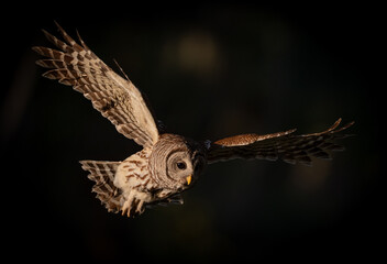 A barred owl in a Florida forest