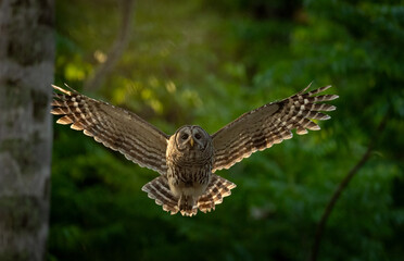 A barred owl in a Florida forest