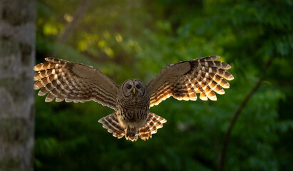 A barred owl in a Florida forest