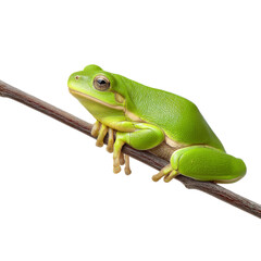 Obraz premium A vibrant green frog perched gracefully on a slender branch, captured in exquisite detail. Its eyes hold a serene gaze as it surveys its surroundings