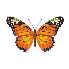 orange butterfly insect on white background vector graphic nature wildlife design