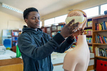 Concentrated student studying human brain anatomy on anatomical model in classroom