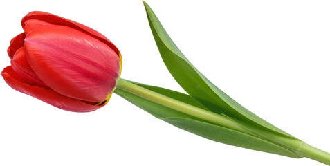 Obraz premium Vibrant red tulip flower with green stem isolated transparent background