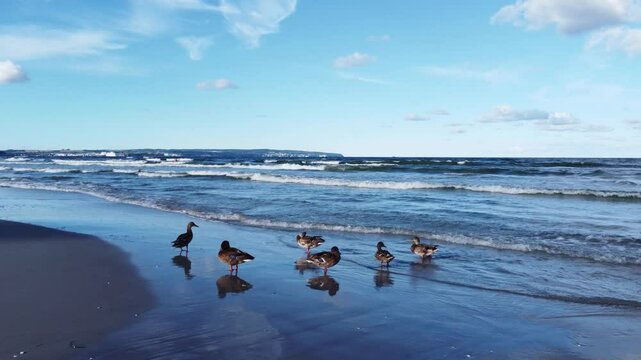Insel R&uuml;gen: Enten am Ostseestrand / Prora