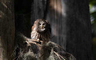 A barred owl in a Florida forest